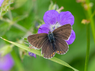 Macrophotographie d'un papillon - Argus de la sanguinaire - Aricia eumedon