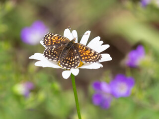 Macrophotographie d'un papillon - Damier noir - Melitaea diamina