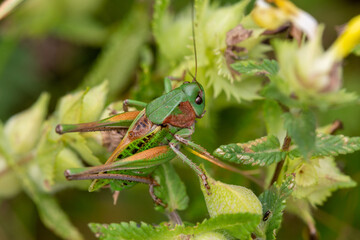 Macrophotographie d'insecte - Dectique verrucivore - Decticus verrucivorus