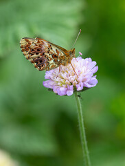 Macrophotographie d'un papillon - Nacré porphyrin - Boloria titania
