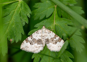 Macrophotographie d'un papillon - 