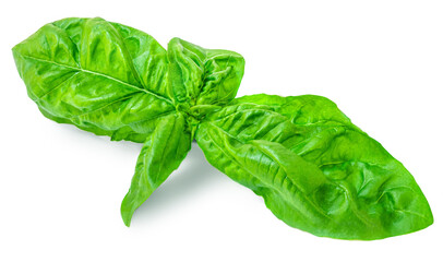 Basil leaf isolated on white background. Basil leaves  for pesto sauce..