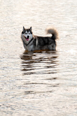 Young Siberian Husky dog standing in water