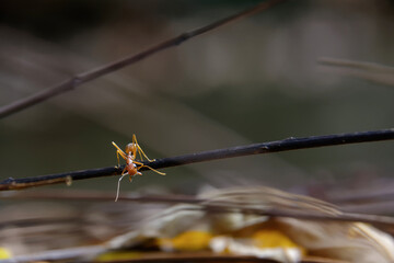 close-up of weaver ant on branch