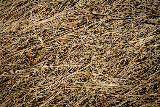 A Big Pile of Old Yellow Hay Straws on the Ground Hay. Hay Bails. Seamless  Texture Hay, Straw. Hay Background. Straw Stock Photo - Image of nature,  brown: 208830126