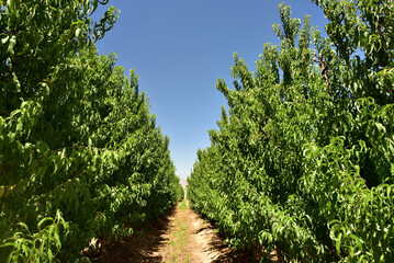 A diminishing perspective of rows of apple trees in an orchard just after harvesting