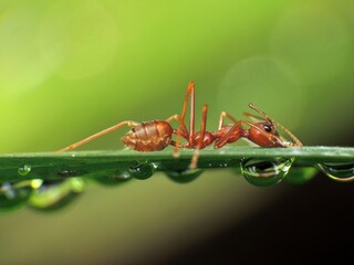 close-up of weaver ants colony caught for other insects