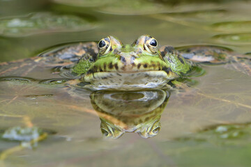 Frog in the water