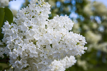 Close-Up of big purple, pink, blue, white lilac branch blooms on blurred background. Summer time bouquet of tender tiny flowers. Soft selective focus