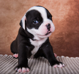 Funny American Bullies puppy on brown background