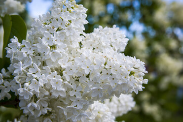 Close-Up of big purple, pink, blue, white lilac branch blooms on blurred background. Summer time bouquet of tender tiny flowers. Soft selective focus