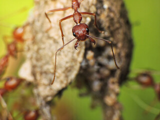 close-up of weaver ants colony caught for other insects