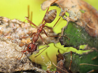 close-up of weaver ants colony caught for other insects