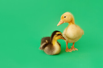 two small yellow and variegated duckling standing and sitting on green background, selective focus