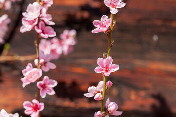 Kirschblütenzweige vor Holzwand