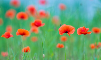 Fototapeta premium Flowers poppies blossom on wild field. Remembrance day concept. Horizontal remembrance day theme poster, greeting cards, headers, website and app.