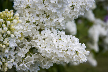 Close-Up of big purple, pink, blue, white lilac branch blooms on blurred background. Summer time bouquet of tender tiny flowers. Soft selective focus