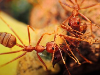 close-up of weaver ants colony caught for other insects