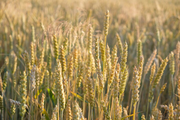 A wheat field in the stage of milky-waxy grain ripeness. Evening golden hour. Sunlight with blur effect. Selective focus. Copy space. 