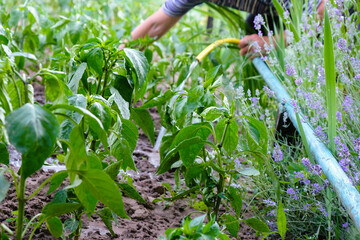 Watering pepper in the home vegetable garden. A woman works in the garden. Water pipe along the beds.
