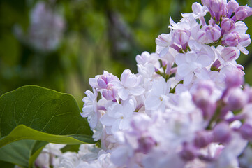 Close-Up of big purple, pink, blue, white lilac branch blooms on blurred background. Summer time bouquet of tender tiny flowers. Soft selective focus