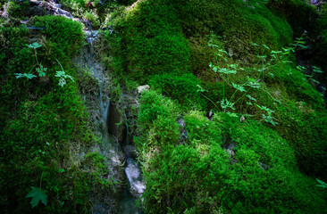 Fototapeta na wymiar detail of moss with a trickle of water running 
