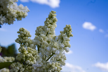 Close-Up of big purple, pink, blue, white lilac branch blooms on blurred background. Summer time bouquet of tender tiny flowers. Soft selective focus