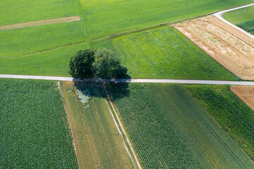 aerial view of field and trees