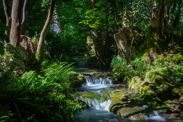 beautiful creek with moss and fern