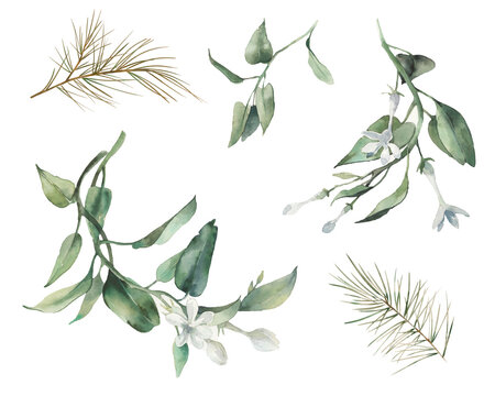 Watercolor plants set. Hand drawn botanical elements isolated on white background. Branches with bgreen leaves, spruce, flowers for modern natural design