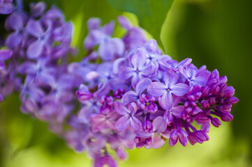 Close-Up of big purple, pink, blue, white lilac branch blooms on blurred background. Summer time bouquet of tender tiny flowers. Soft selective focus
