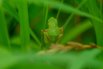 雨上がりに草陰に潜むアマガエル