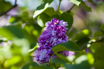 Close-Up of big purple, pink, blue, white lilac branch blooms on blurred background. Summer time bouquet of tender tiny flowers. Soft selective focus