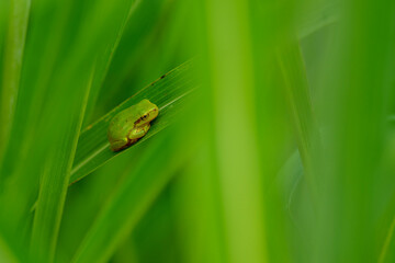 雨上がりに草陰に潜むアマガエル