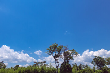 Obraz premium 滋賀県守山市 夏の地球市民の森