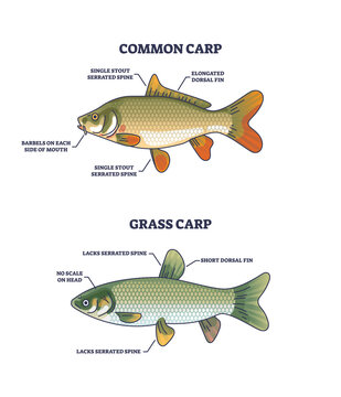 Grass carp vs common carp species anatomical differences outline diagram. Labeled educational scheme with adult fish structure vector illustration. Biological water fauna example with fin and stout.