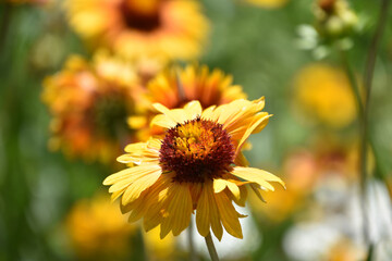 Stunning Yellow Blanket Flower Blooming and Flowering