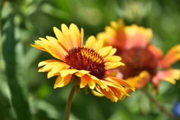 Gorgeous Red and Yellow Gallardia Flower Blossom