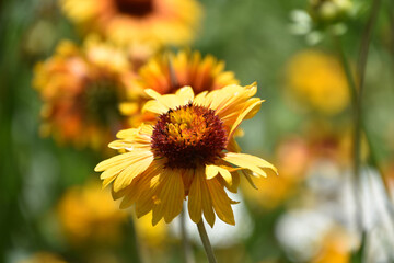 Terrific Yellow Gallardia Blossom in the Summer