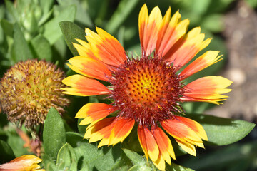 Red and Yellow Blanket Flower Blossoms Blooming