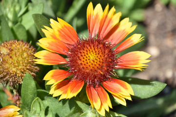 Red and Yellow Gallardia Flower Blooming in Summer