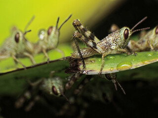 close-up of grasshopper colony on leaf
