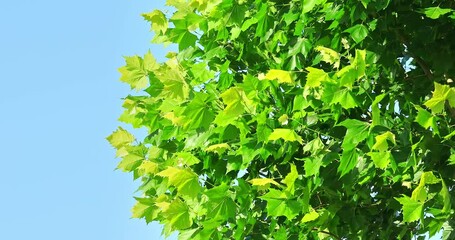 Green plane tree leaves sway in the wind. tree and blue sky scene in spring.