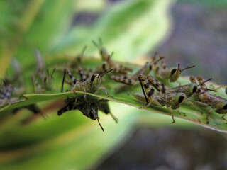 close-up of grasshopper colony on leaf