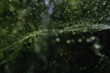 close-up of spider hanging on the web after rainy day