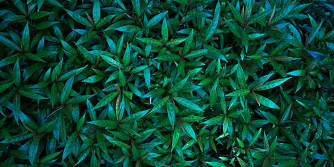 abstract stunning panorama green leaf texture, tropical leaf foliage nature dark green background. green banners nature tropical concept