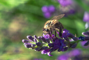 Macro photo A bee on a lavender flower collects nectar. Bright blurred background.Selective focus.