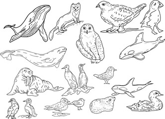 Fototapeta na wymiar Animals Antarctica birds whales fish illustration hand drawn big set isolated on background owl seal whale killer whale clipart nature wild cold 