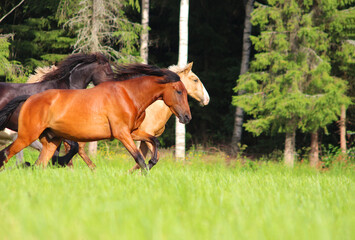 horse and foal, Spanish horses in motion, the beauty of running Spanish horses