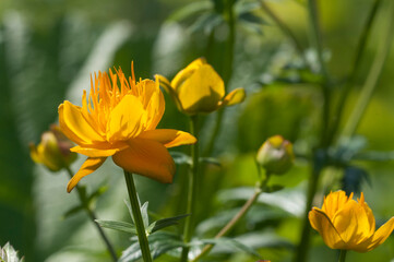 Chinese globeflower (Trollius chinensis) close up shot